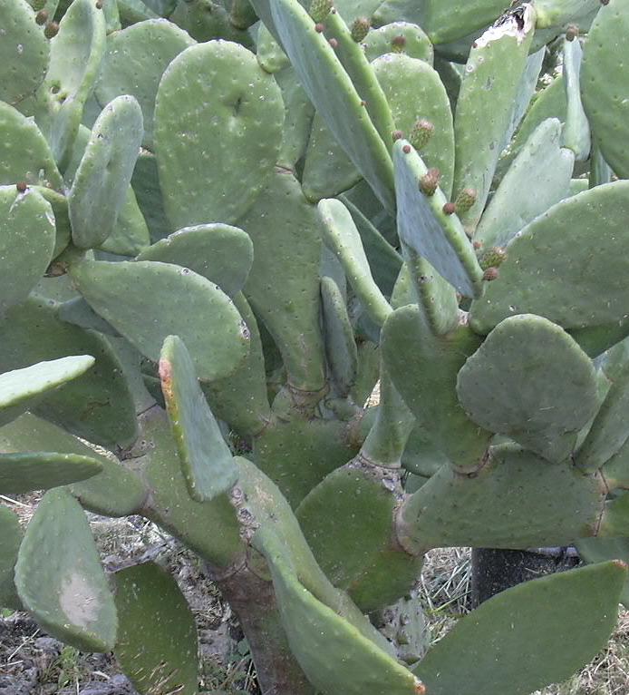 Opuntia ficus-indica / Fico d ''India